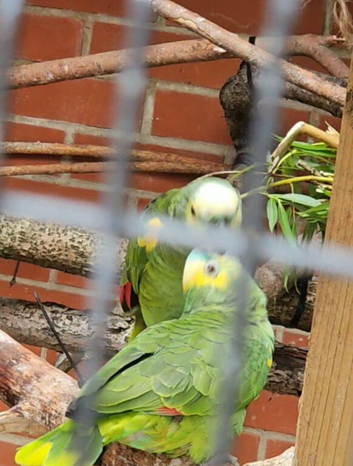 Breeding pair Blue-Fronted Amazon