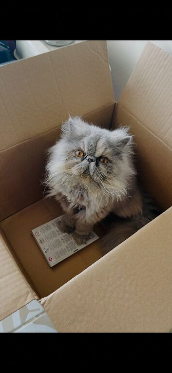Pedigree Persian Female