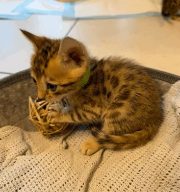 BEAUTIFUL BENGAL KITTENS SEEKING THEIR FOREVER HOMES