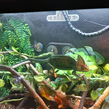 Male camellion 1 year old with enclosure, lots of accessories and extras