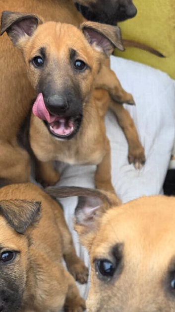 Pure Belgian malinois