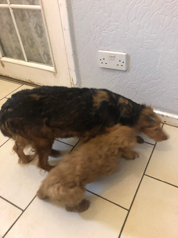Cockerpoo