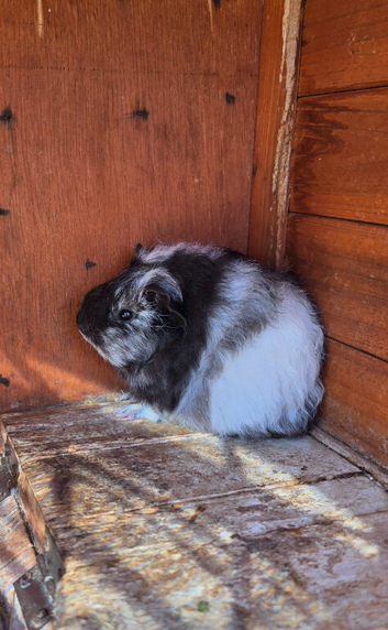 Beautiful fluffy texel guinea pigs