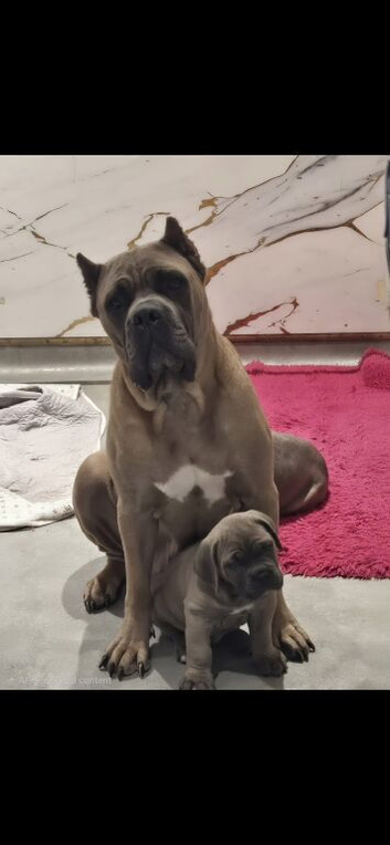 Exceptional Formentino Male Puppy