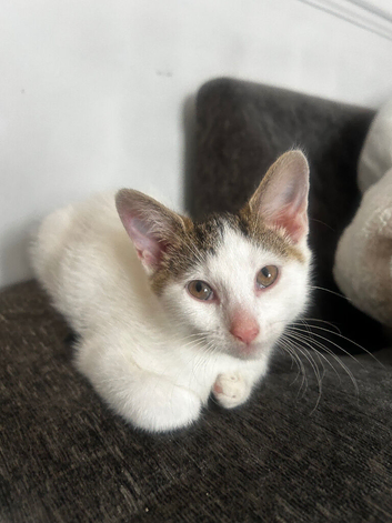 1 Female Kitten
