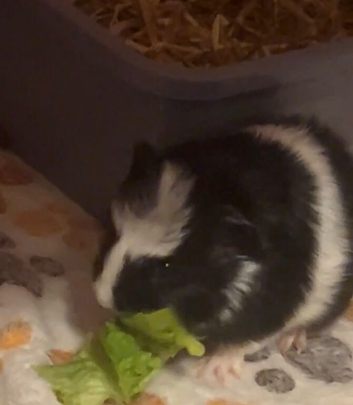 baby guinea pigs