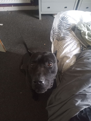 Black cane corso