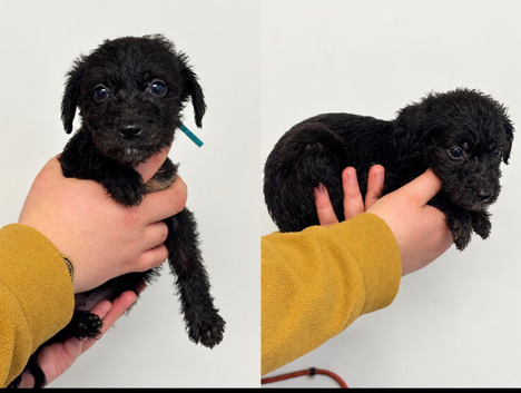 Bedlington x whippet pup