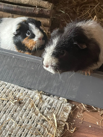 Guinea pigs for sale with cage