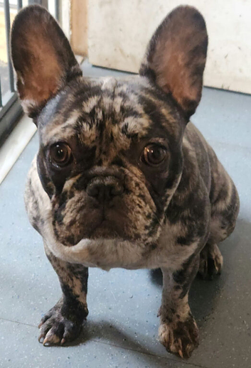 French bulldog available