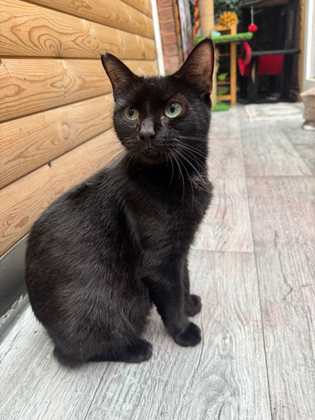 4 YEAR OLD FEMALE CAT