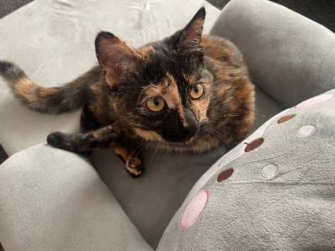 6 month old kitten for rehoming
