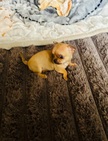 Chihuahua puppy's for sale