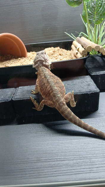 Male Bearded Dragon.
