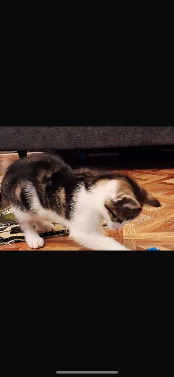 Kitten