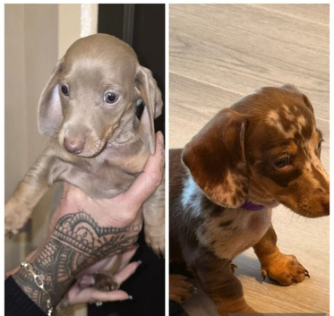 AMAZING MINIATURE DACHSHUND PUPPIES