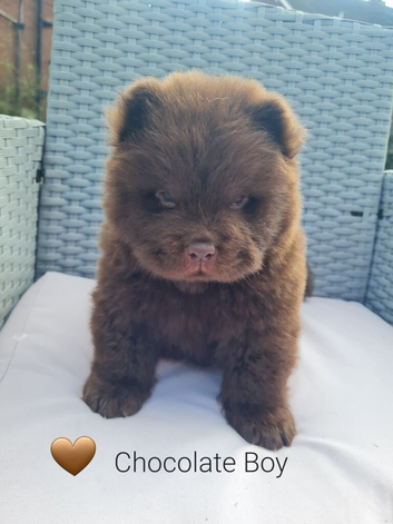 Quality chow chow puppies