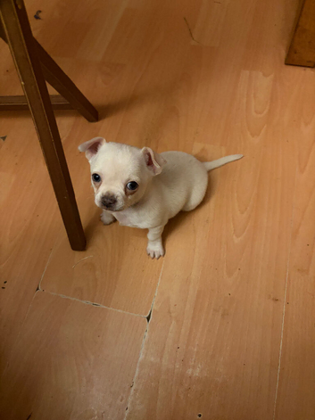 Beautiful be more Barry pup