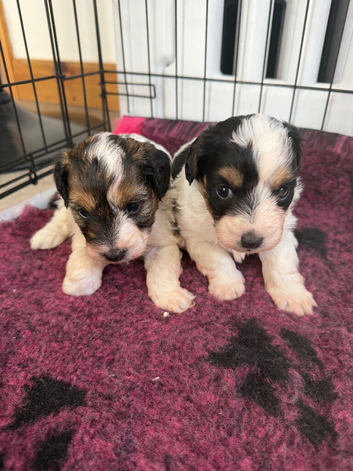 Stunning Health tested f1 jackapoo puppies