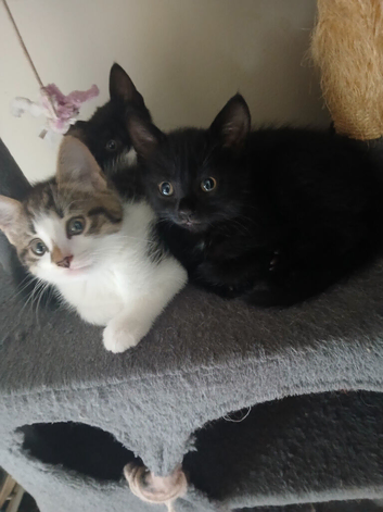 4 Beautiful Kittens