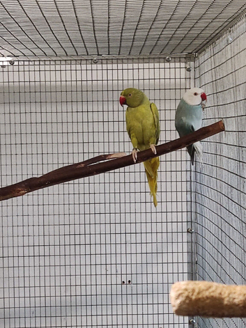 Ringnecks