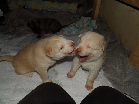 Chowdaneski puppies!