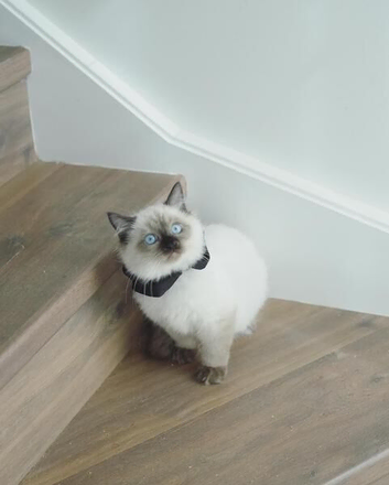 ragdolls available for loving families now