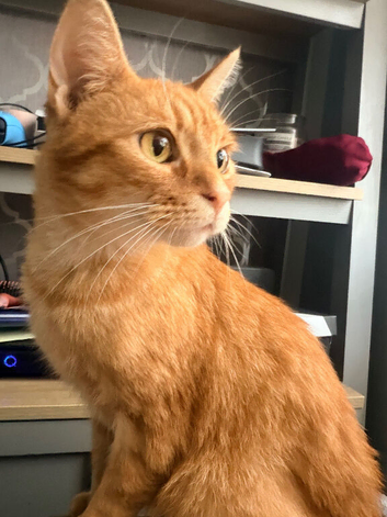 Ginger neutered male age 2