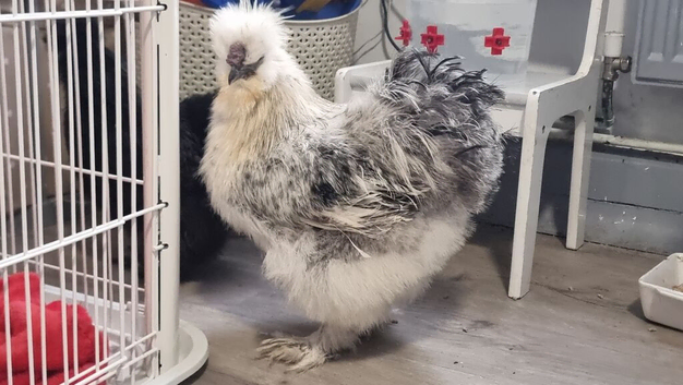 Silkie cockerel