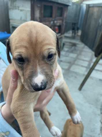 Lurcher pups
