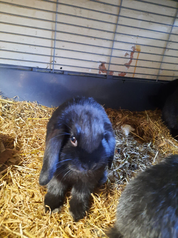 Male young mini lop