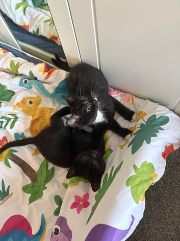 Affectionate loving kittens looking for forever home.