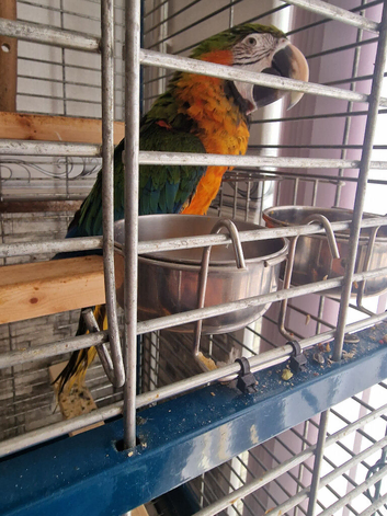 Harlequin macaw
