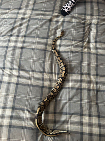 Female royal/ball python