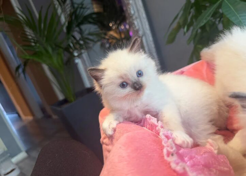 Ragdoll Kittens