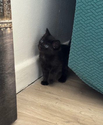 Kitten