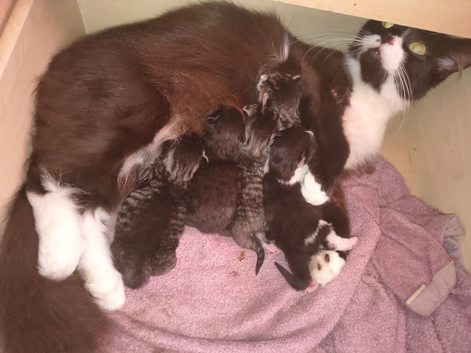 Gorgeous kittens