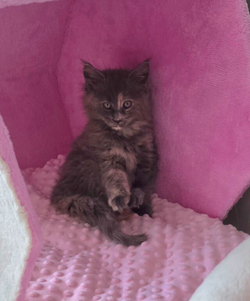 Kitten