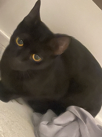 2 years old cat cherry