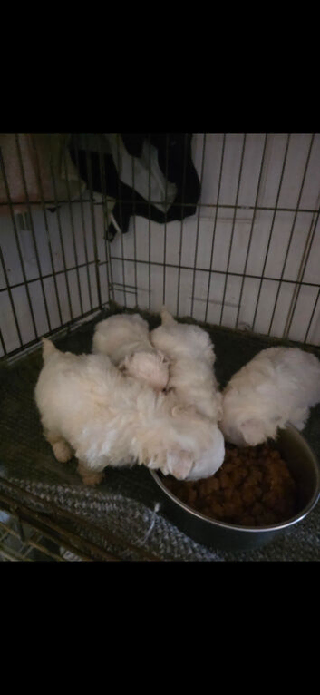 Maltese puppies for sale
