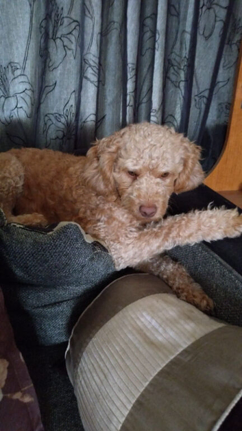 Female cockapoo