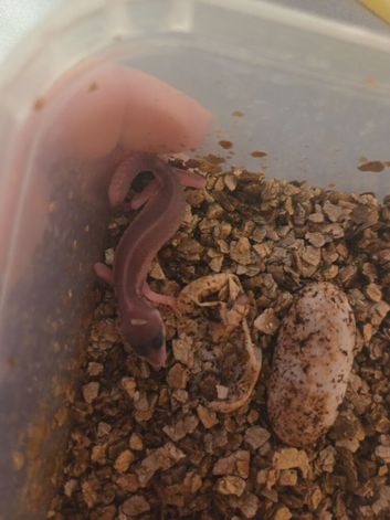 Baby leopard gecko