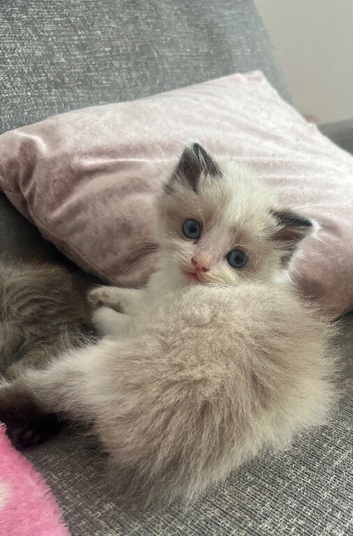 Ragdoll cross Maine coon/exotic Persian
