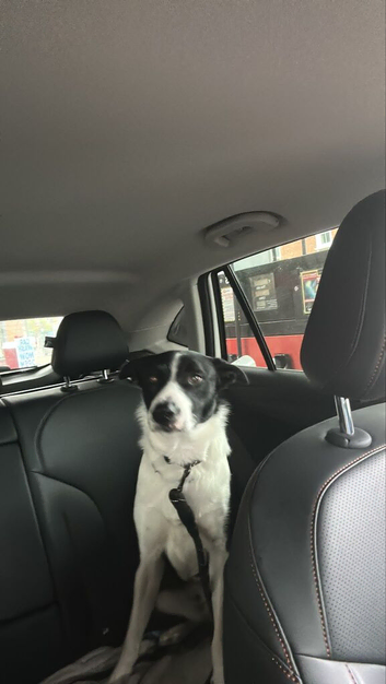 Border collie dog 18months old.
