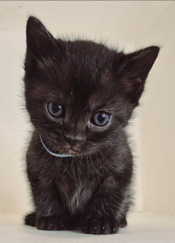 Bengal x british short hair kittens