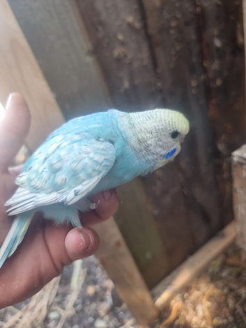 Baby budgies