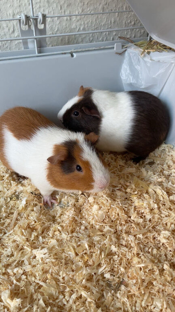 Guinea pig pairs.