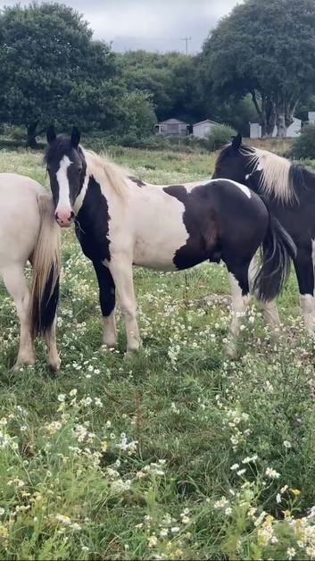 Piebald yearling