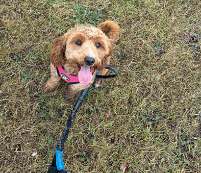 F1b cockapoo
