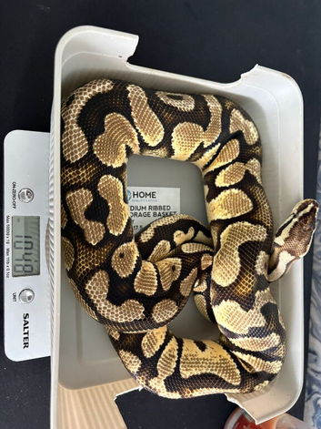 Pastel royal python cb20